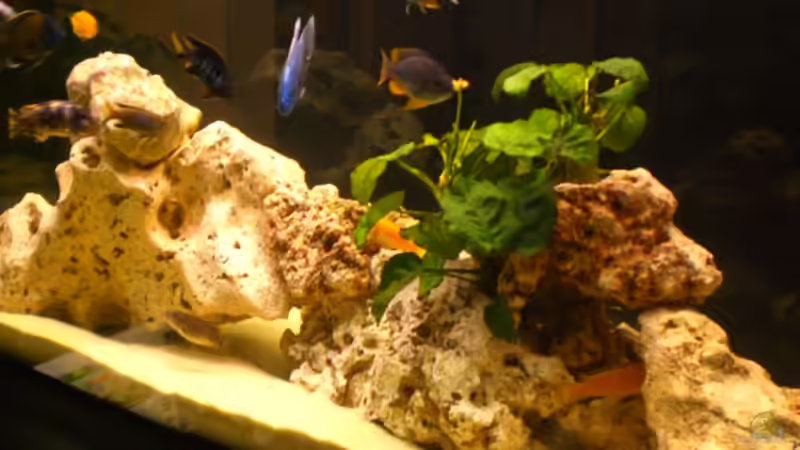 Aquarium Becken 10811 von h.p.m (5)