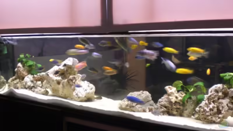 Aquarium Becken 10811 von h.p.m (6)