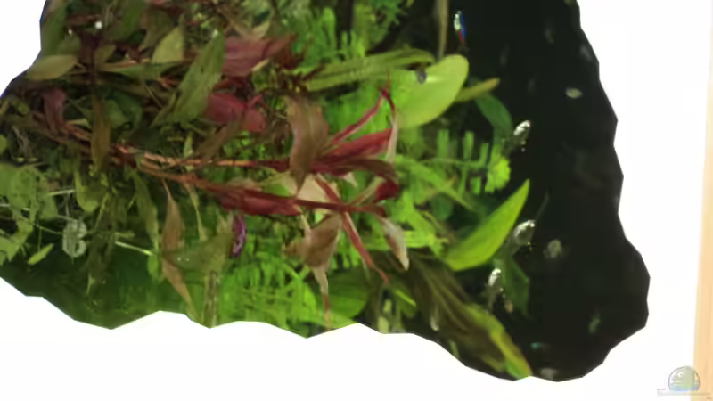 Aquarium Becken 10818 von BlauerBock (4)