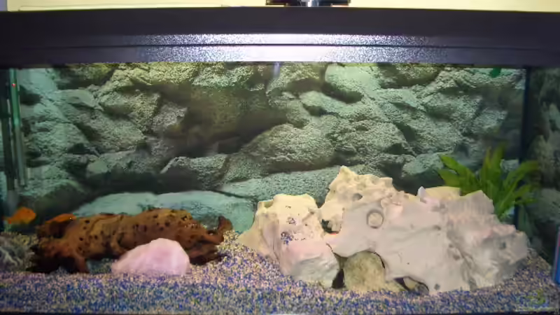 Aquarium Becken 1082 von Michael Meier (2)