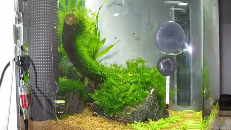 Aquarium Becken 10826 von boersenhai (2)