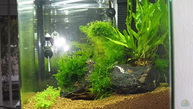 Aquarium Becken 10826 von boersenhai (3)