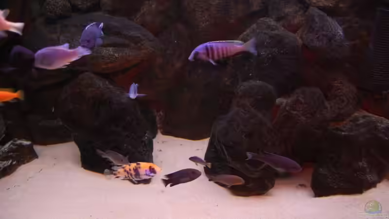 Aquarium Becken 1083 von Roland Elsenbruch (7)