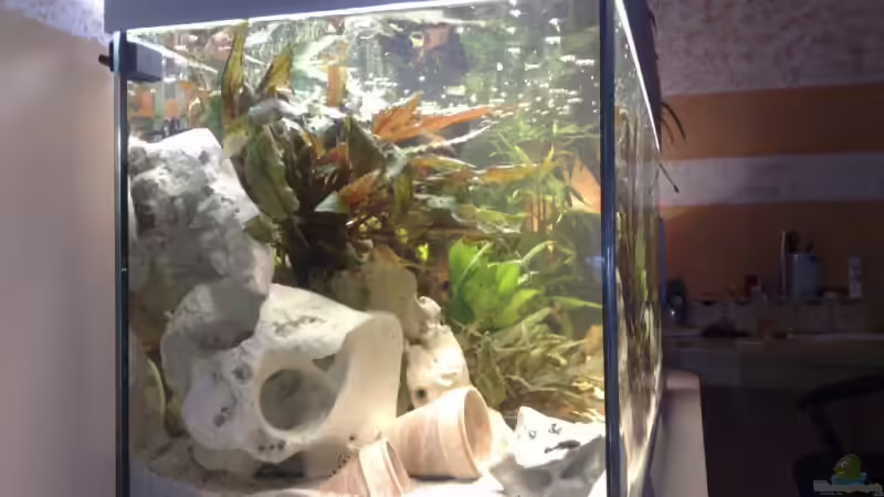 Aquarium Becken 10898 von bennymotte (5)