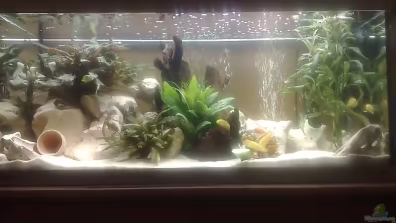 Aquarium Becken 10898 von bennymotte (6)