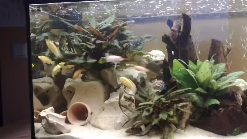 Aquarium Becken 10898 von bennymotte (7)