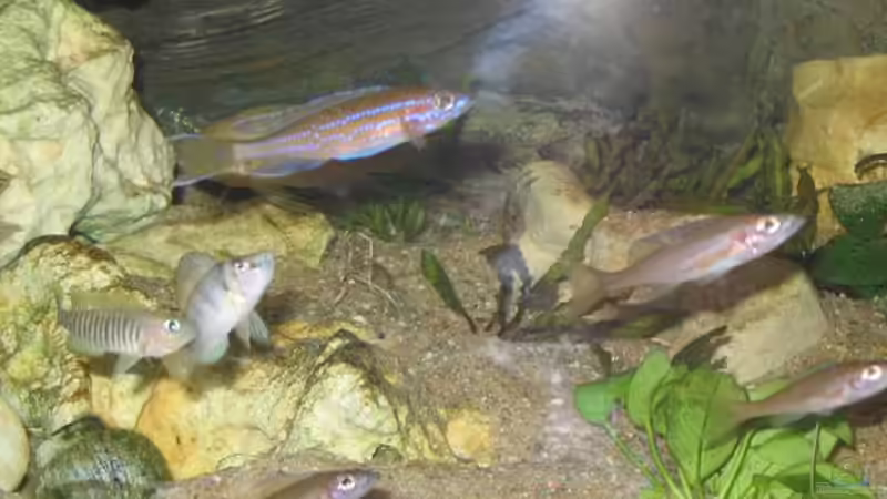 Aquarium Becken 109 von Silvano Erjavec (4)