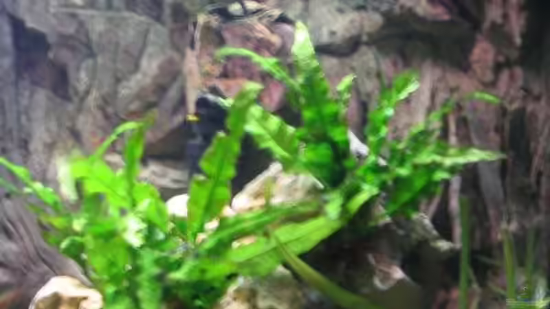 Aquarium Becken 109 von Silvano Erjavec (5)