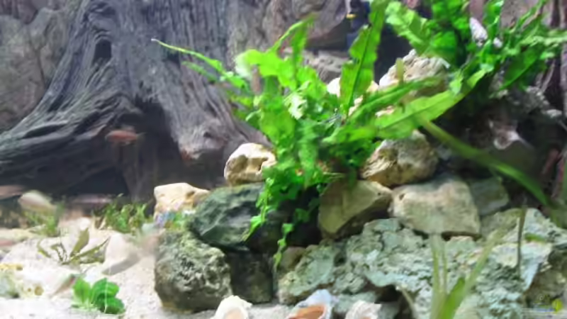 Aquarium Becken 109 von Silvano Erjavec (6)