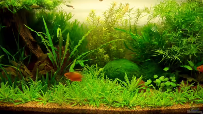 Aquarium Becken 10912 von Jo The Fish (2)