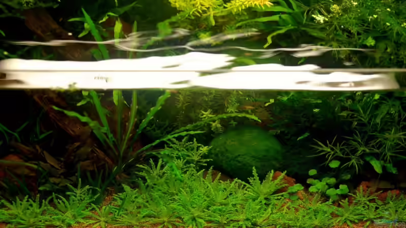 Aquarium Becken 10912 von Jo The Fish (3)