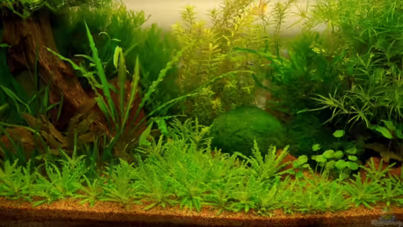 Aquarium Becken 10912 von Jo The Fish (5)