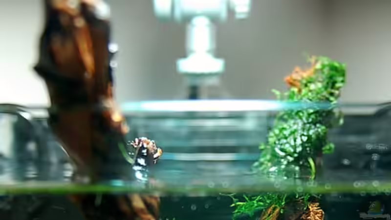 Aquarium Becken 10913 von Jo The Fish (2)