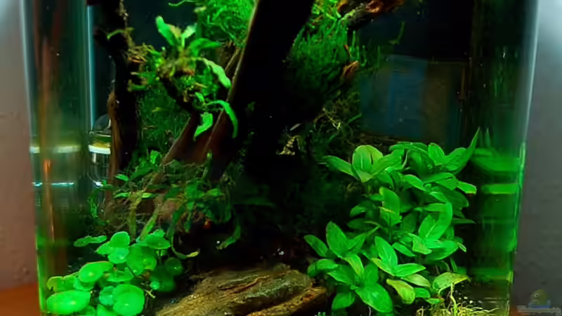 Aquarium Becken 10913 von Jo The Fish (3)