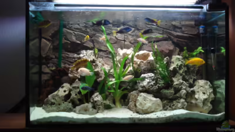 Aquarium Becken 10914 von Andreas Deutschmann (4)