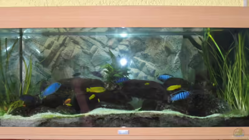 Aquarium Becken 10926 von Julian Schmitt (2)