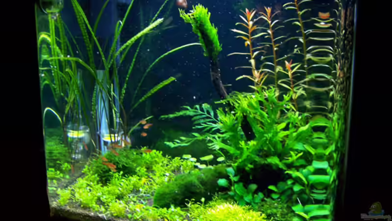 Aquarium Becken 10947 von Buster (2)