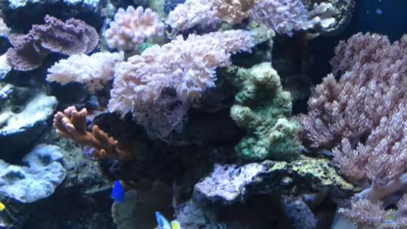 Aquarium Becken 10953 von Sascha Held (4)