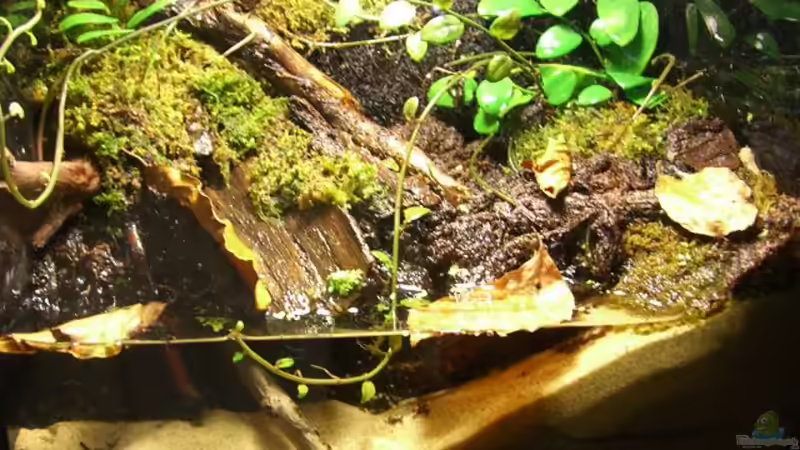 Aquarium Becken 10963 von Johannes (2)