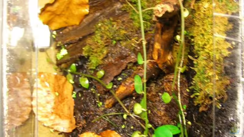 Aquarium Becken 10963 von Johannes (3)