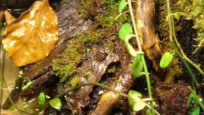 Aquarium Becken 10963 von Johannes (4)