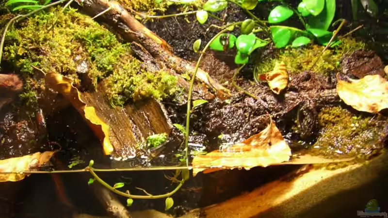 Aquarium Becken 10963 von Johannes (5)