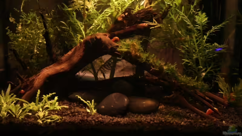 Aquarium Becken 10988 von gruenet (2)