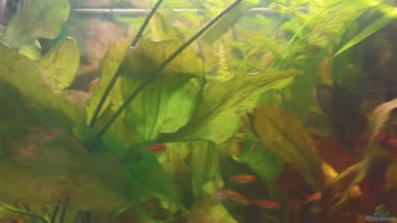 Aquarium Becken 10994 von Maria Dicke (10)