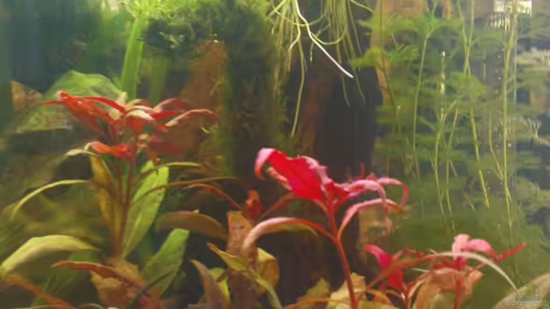 Aquarium Becken 10994 von Maria Dicke (11)