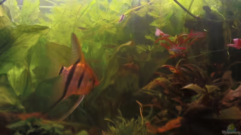 Aquarium Becken 10994 von Maria Dicke (14)