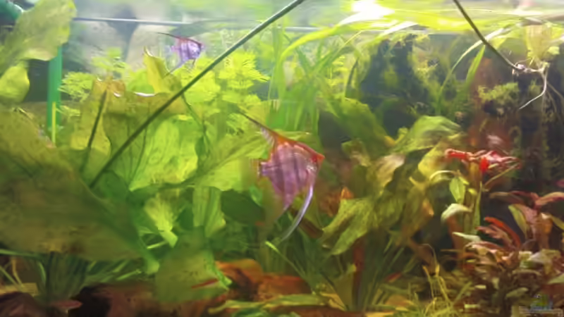 Aquarium Becken 10994 von Maria Dicke (7)