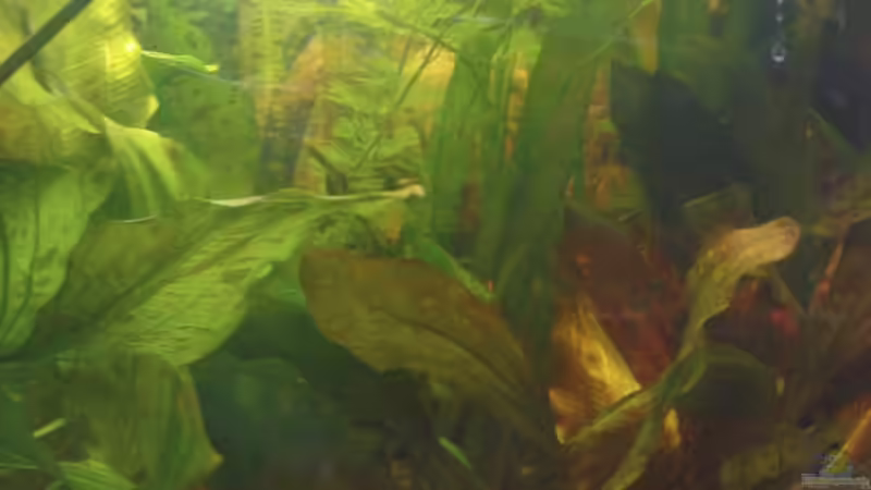 Aquarium Becken 10994 von Maria Dicke (9)