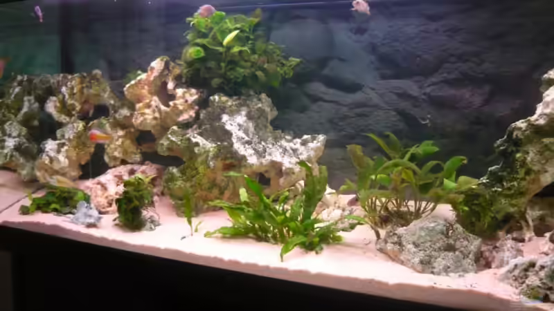 Aquarium Becken 11000 von Berliner Tom (2)