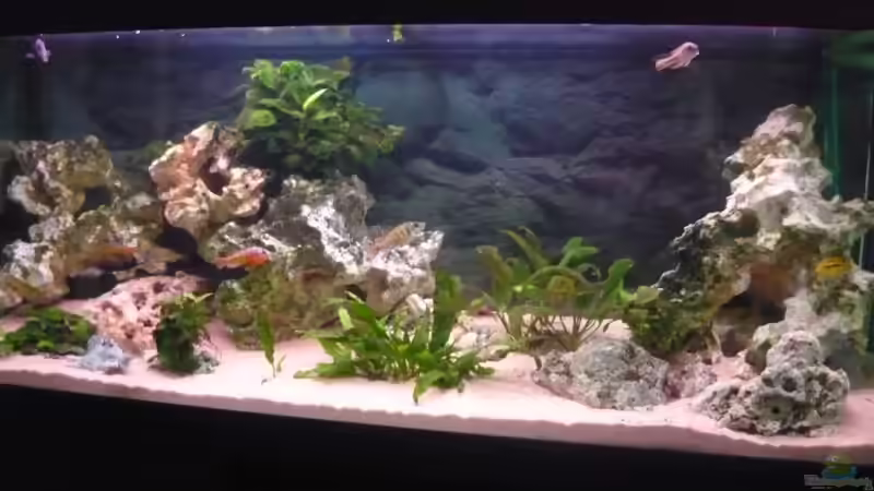 Aquarium Becken 11000 von Berliner Tom (3)