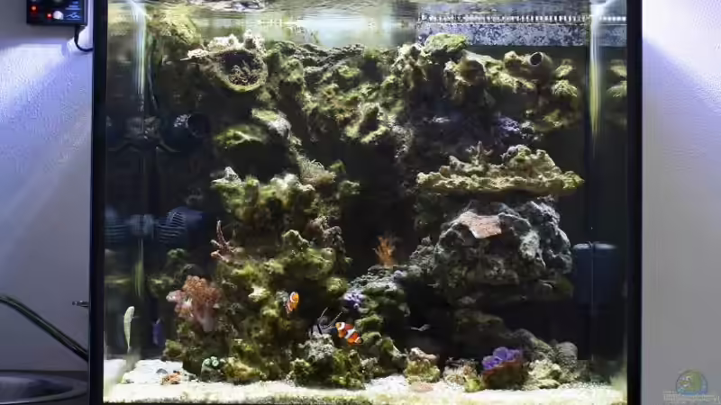 Aquarium Becken 11016 von Stephan Ascher (15)