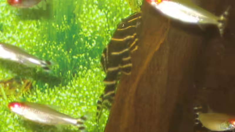 Aquarium Becken 11021 von Martina & Andreas Deutschmann (3)