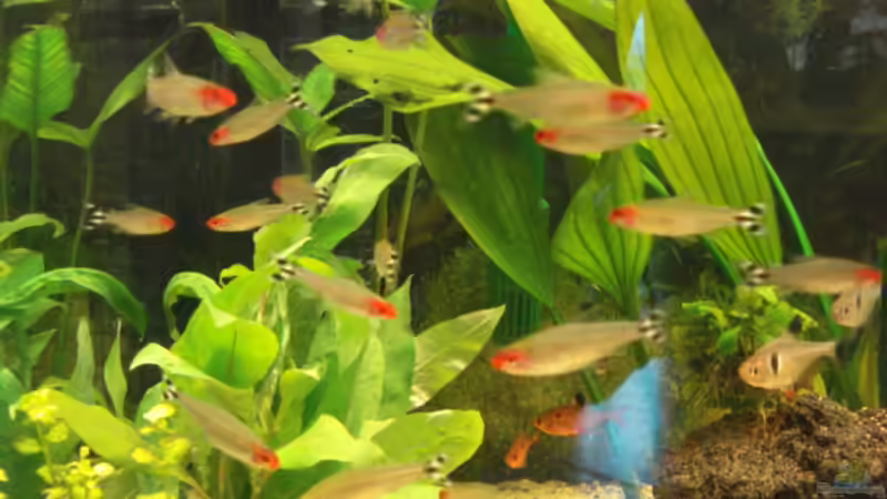 Aquarium Becken 11021 von Martina & Andreas Deutschmann (4)