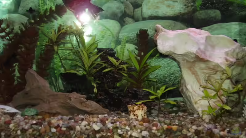 Aquarium Becken 11023 von Christoph Schröter (2)