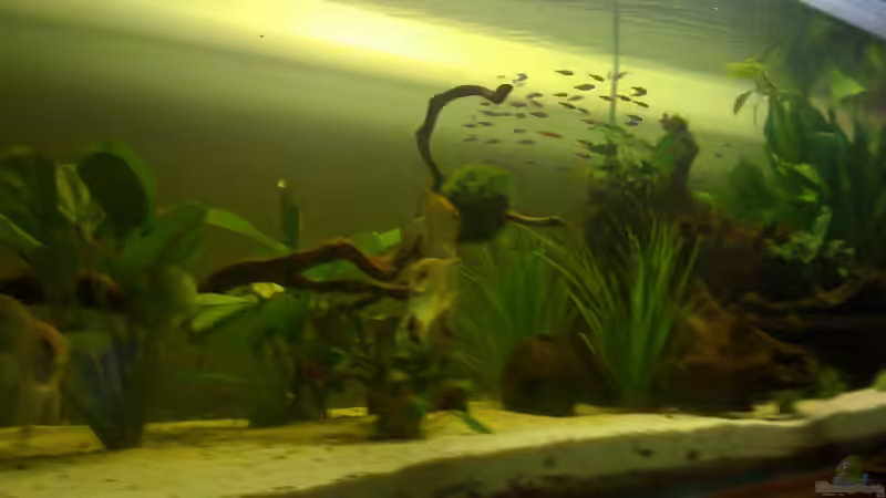 Aquarium Becken 11026 von Andreas Binder (2)