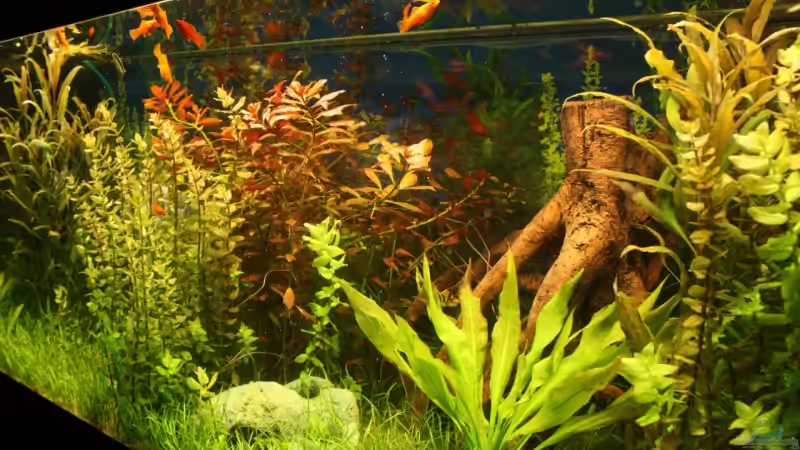 Aquarium Becken 11042 von Andreas Christ (3)