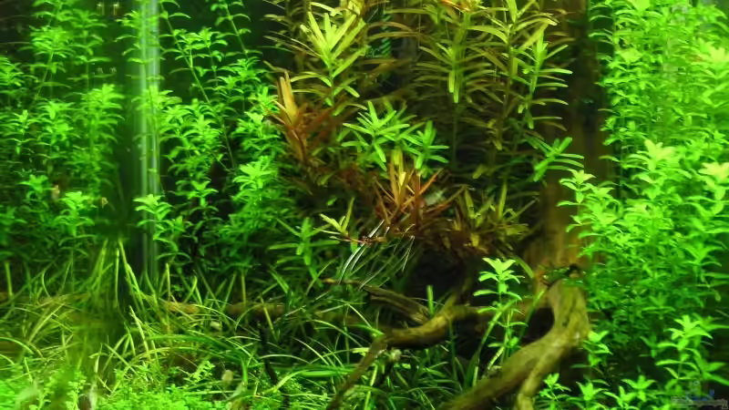 Aquarium Becken 11047 von Jasmin (2)