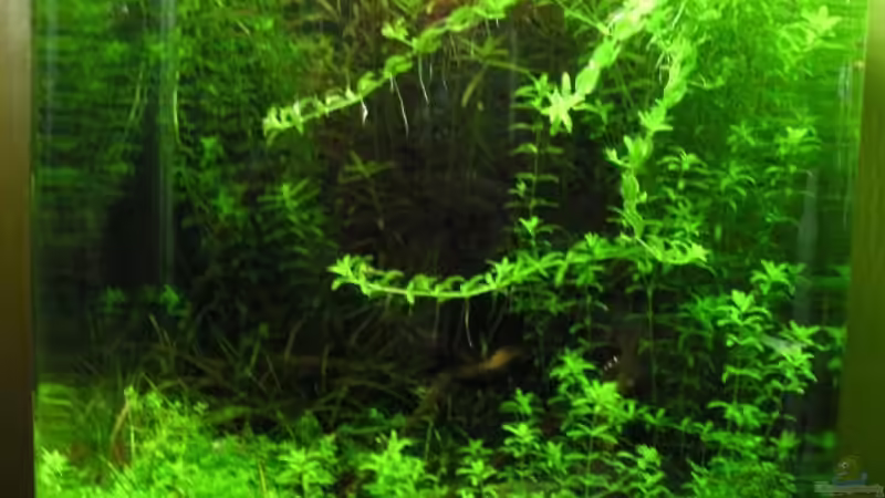 Aquarium Becken 11047 von Jasmin (3)