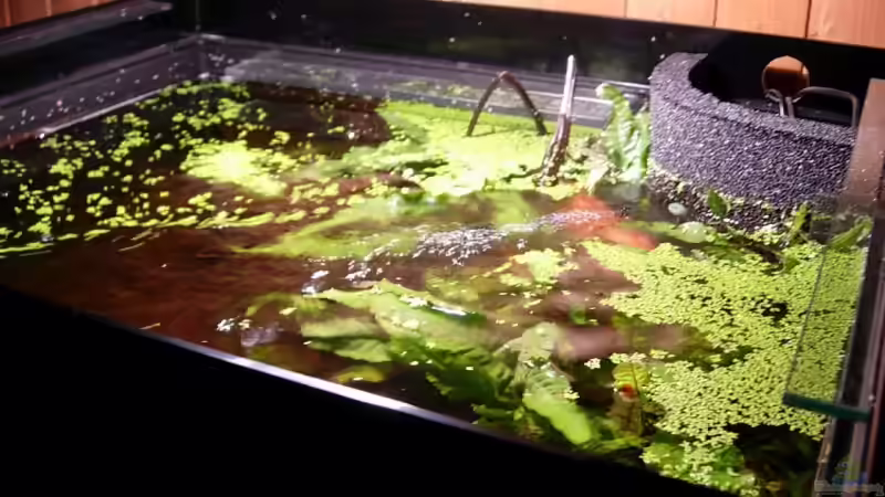 Aquarium Becken 11051 von Daniel_ (2)