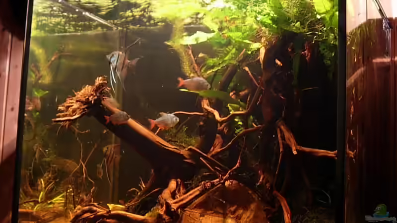 Aquarium Becken 11051 von Daniel_ (4)