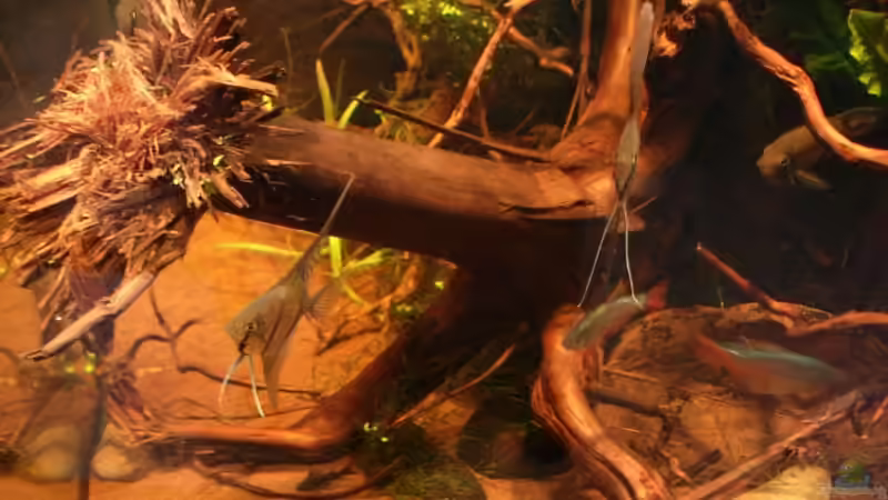 Aquarium Becken 11051 von Daniel_ (5)