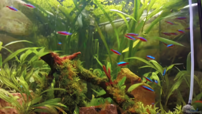 Aquarium Becken 11059 von Maria Dicke (3)