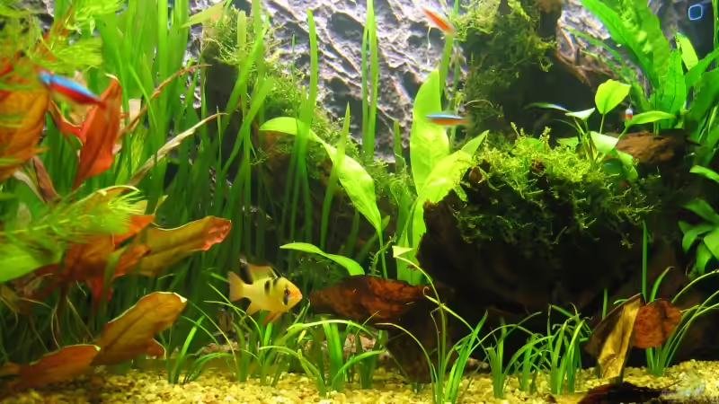 Aquarium Becken 11060 von Thomas D. (4)