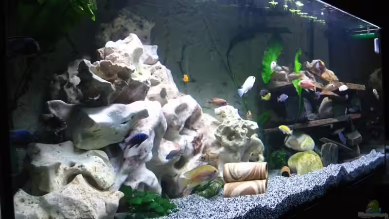 Aquarium Becken 11078 von Frank S. (3)