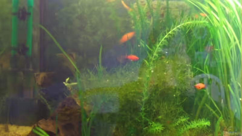 Aquarium Becken 11081 von Fabse (2)