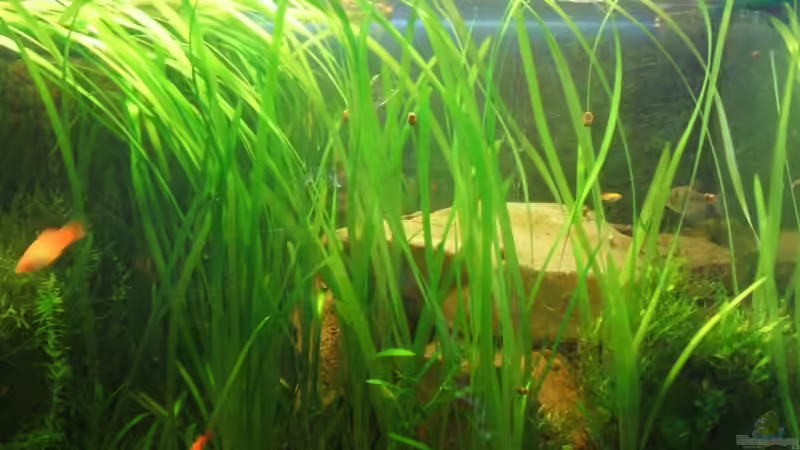 Aquarium Becken 11081 von Fabse (3)